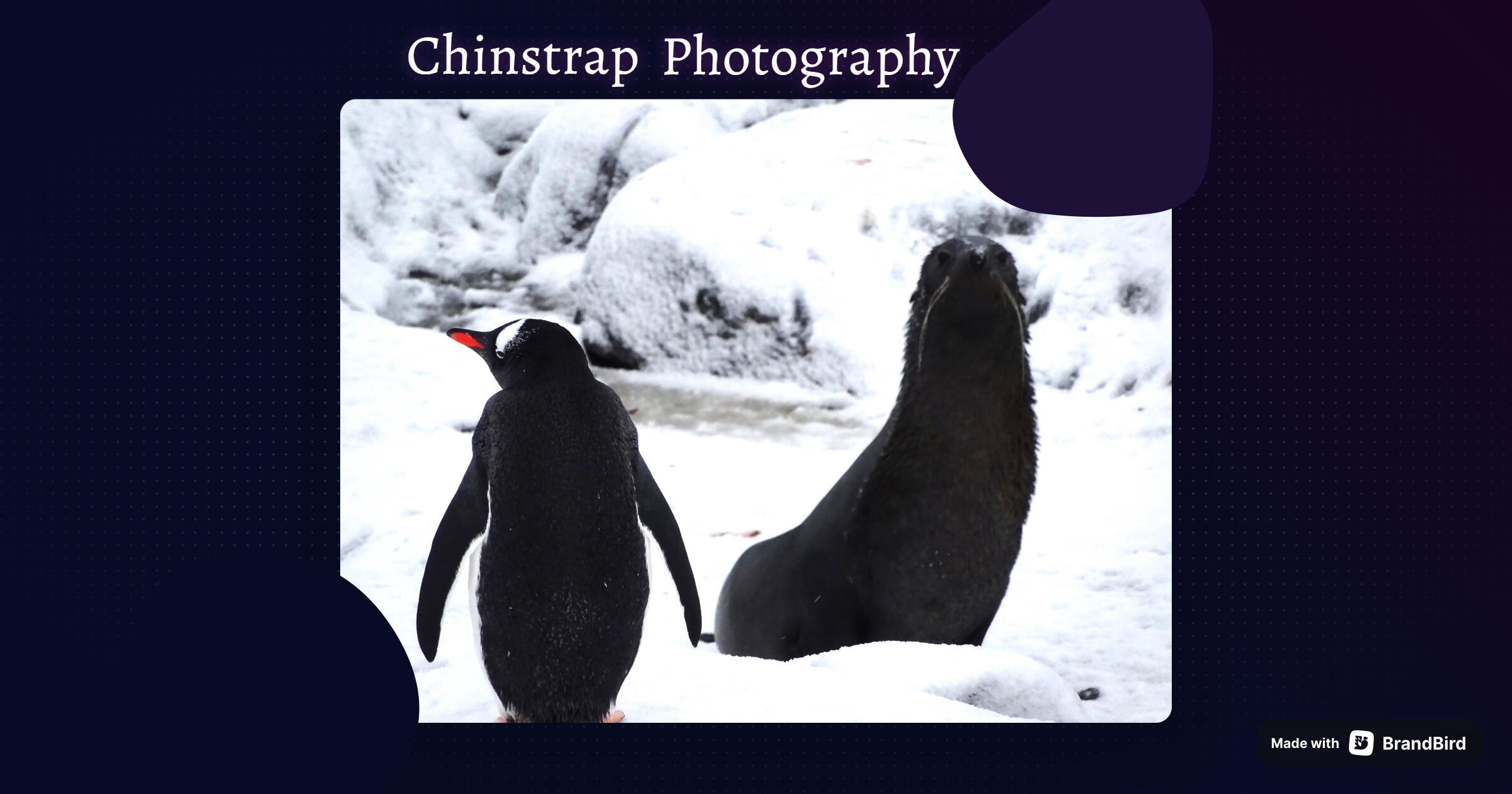 Photo of a gentoo penguin looking left with a fur seal in the background.